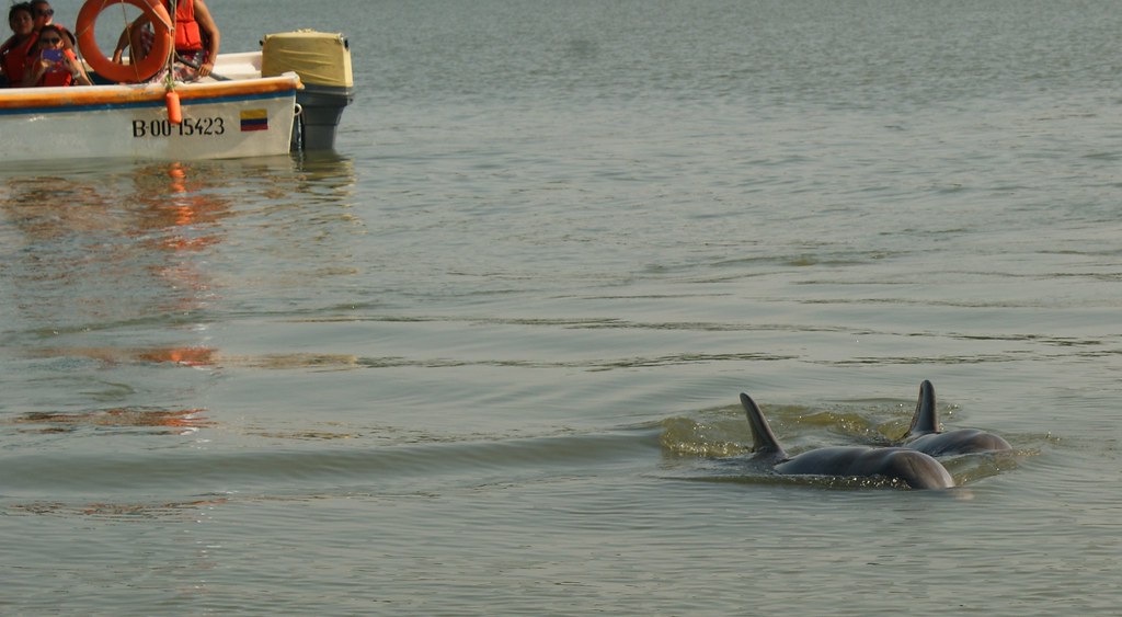 Delfines Puerto El Morro
