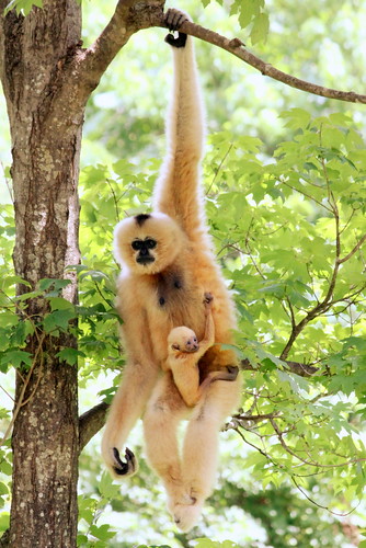 Nashville Zoo: new Gibbon Mother & Baby Male