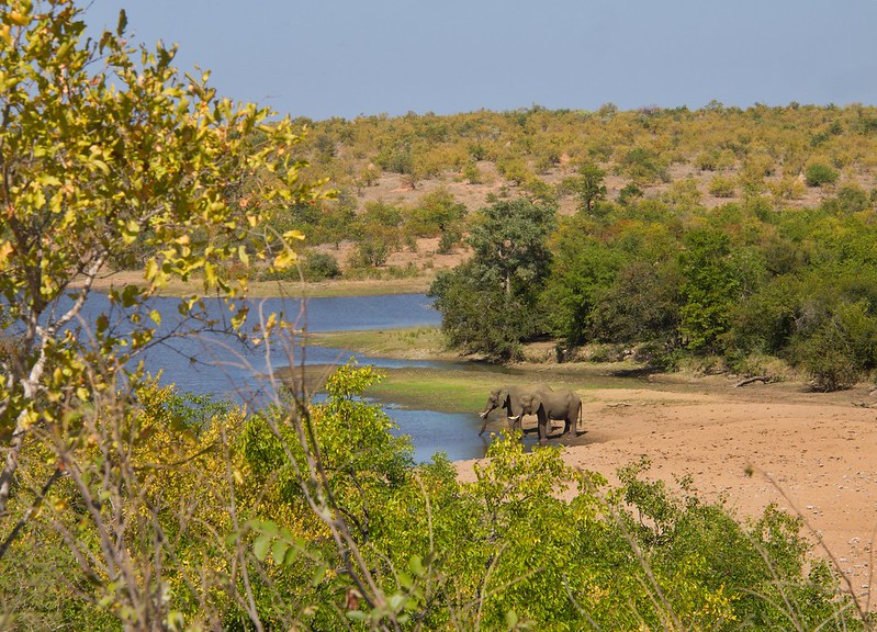 Kruger: Olifants, Letaba y salida por Phalaborwa - Por el norte de SUDÁFRICA. Montañas, playas, fauna y sus gentes (18)