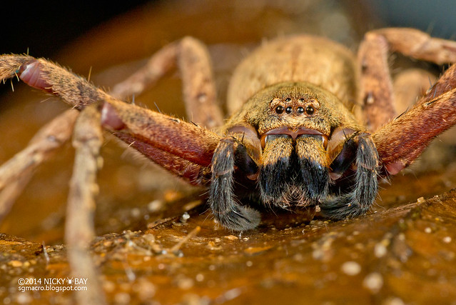 Huntsman spider (Heteropoda sp.) - DSC_2567