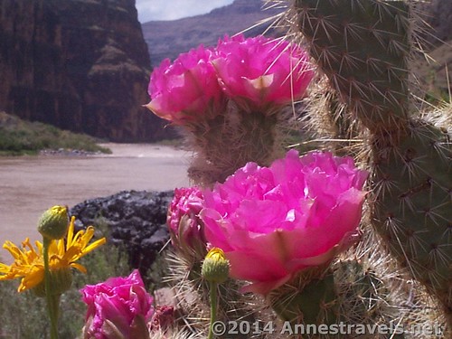 Cacti blooms just above Lava Falls, Grand Canyon National Park, Arizona