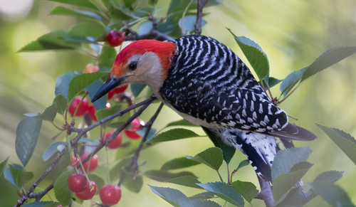Red-bellied Woodpecker in Russ's cherry tree