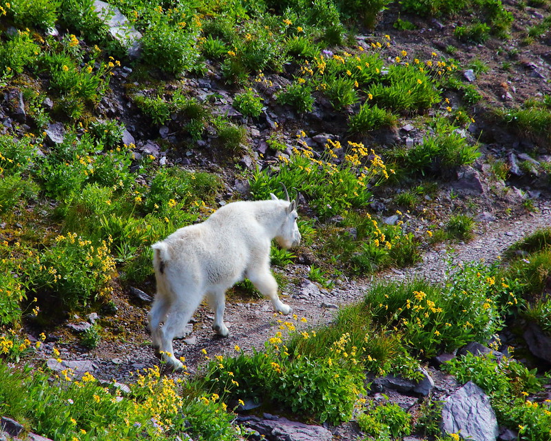 IMG_5528 Mountain Goat on Sperry Glacier Trail