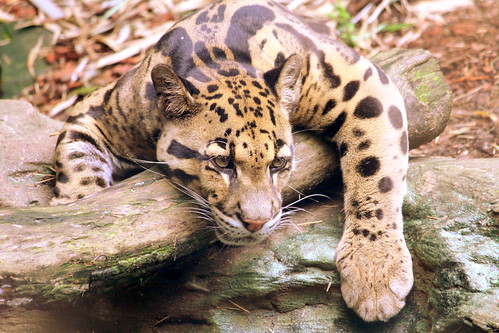 Clouded Leopard - Nashville Zoo