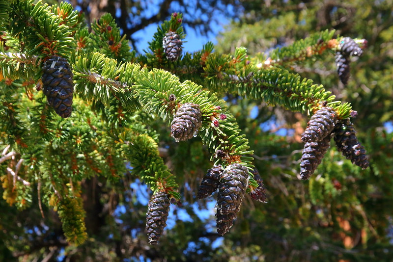 IMG_3221 Foxtail Pine Leaves and Cones