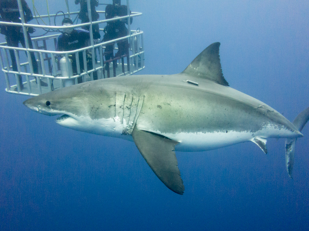 Image result for Guadalupe, Mexico shark cage diving