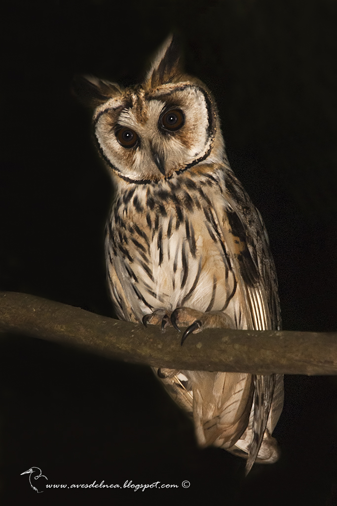 Lechuzón orejudo (Striped Owl) Pseudoscops clamator