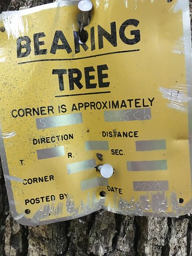 Bearing Tree