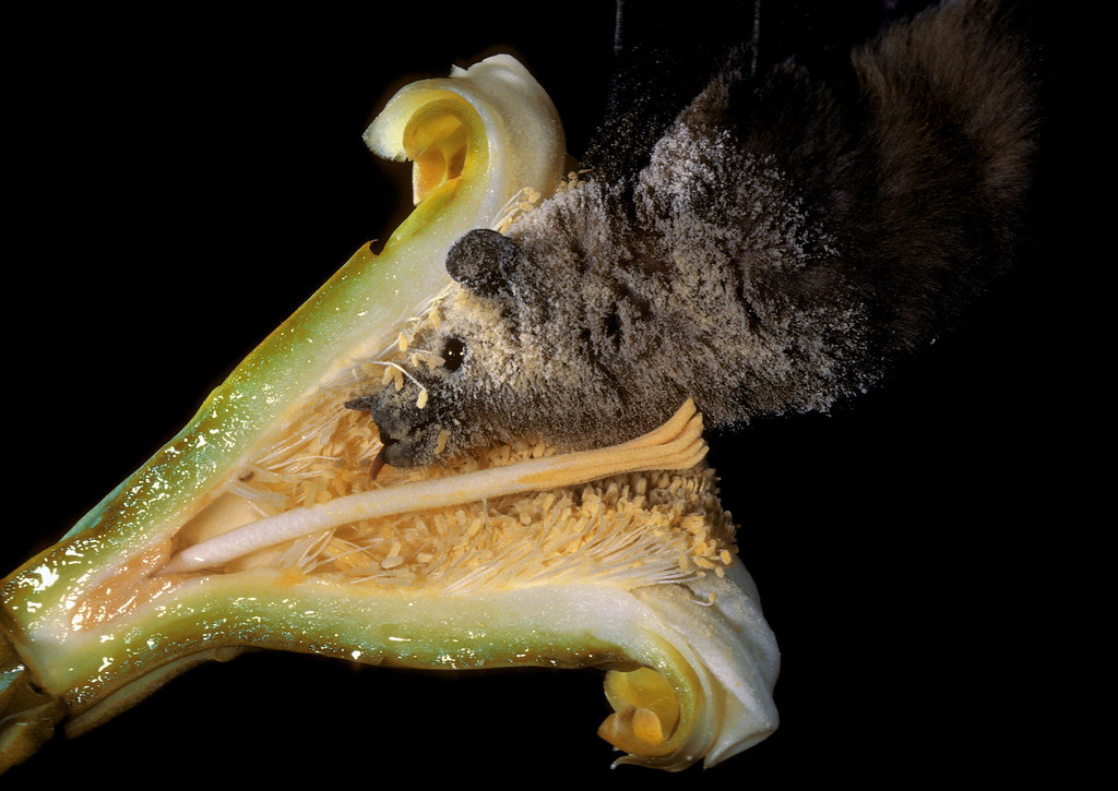 Image result for lesser long nosed bat