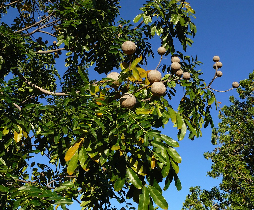 mahogany tree seeds