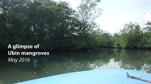 Restore Ubin Mangroves (RUM) Initiative tour of mangroves at Pulau Ubin