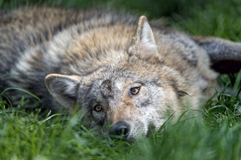 Bored wolf in the grass