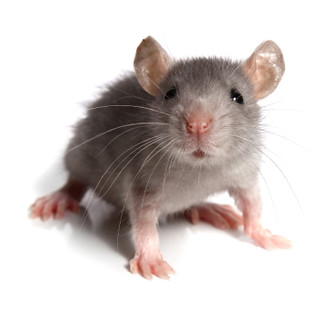 Rat Removal Association