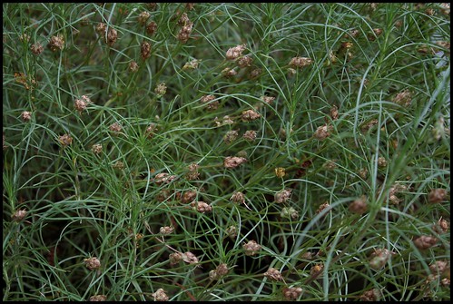 Plantago sempervirens (= P. cynops) - plantain pucier 28120040786_71644d69b0