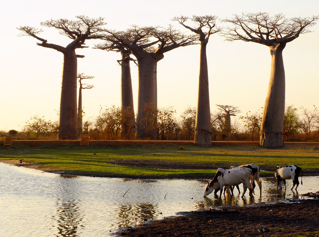 Explore the World: Exotic Destinations in Africa You Have to Visit