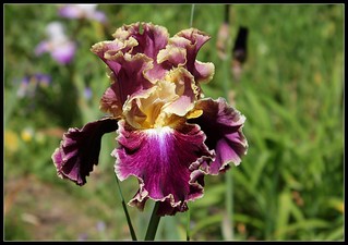 Les Iris plicata - une longue histoire et un bel exemple d'évolution 27299969620_6321fc019b_n