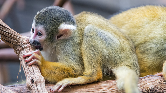 Squirrel monkey flat on the branch