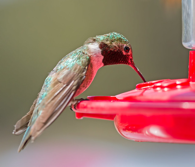 Broad-tailed-hummer-19_7d1__170716