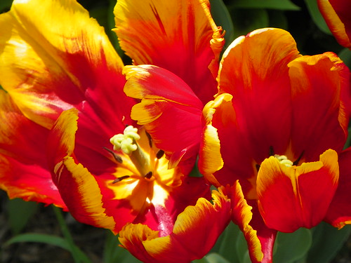 tulip12