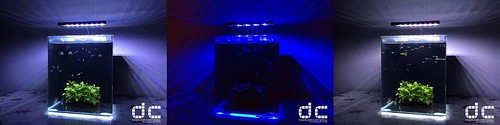 aquarium, guppy, guppy tank, nano, nano space, nano tank, ocean free, qian hu, qianhu, review