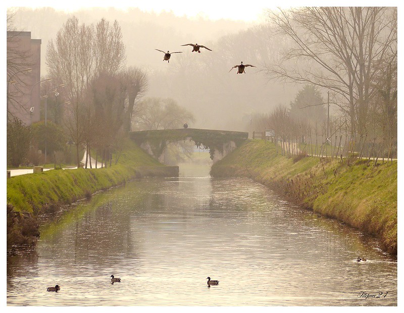 Le vieux pont de lierre sous la puie 16210601814_bff604f61a_c