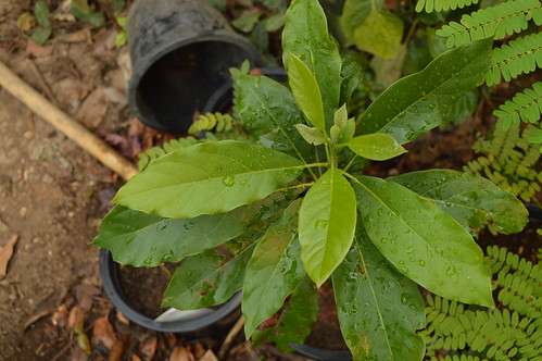 Persea americana Mill.  Lauraceae-avocado, อะโวคาโด, อะโวคาโด้