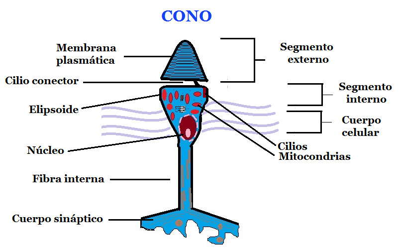 Resultado de imagen de conos ojo