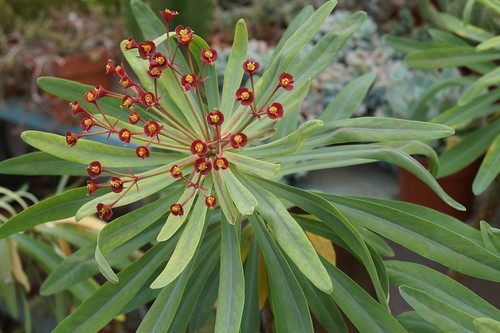 Euphorbia atropurpurea  16460286303_a33fb91b6a