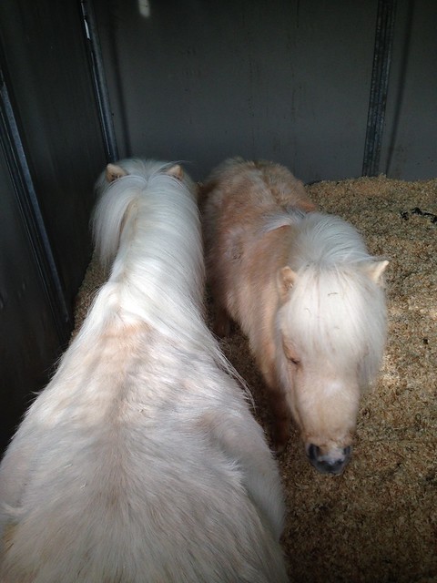 Shetland Ponies
