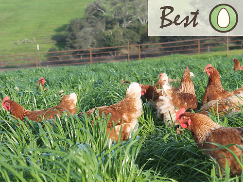 pasture-fresh-eggs-best