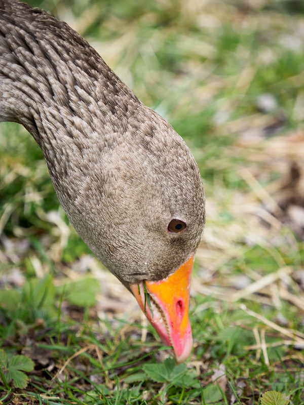 Goose, Eating