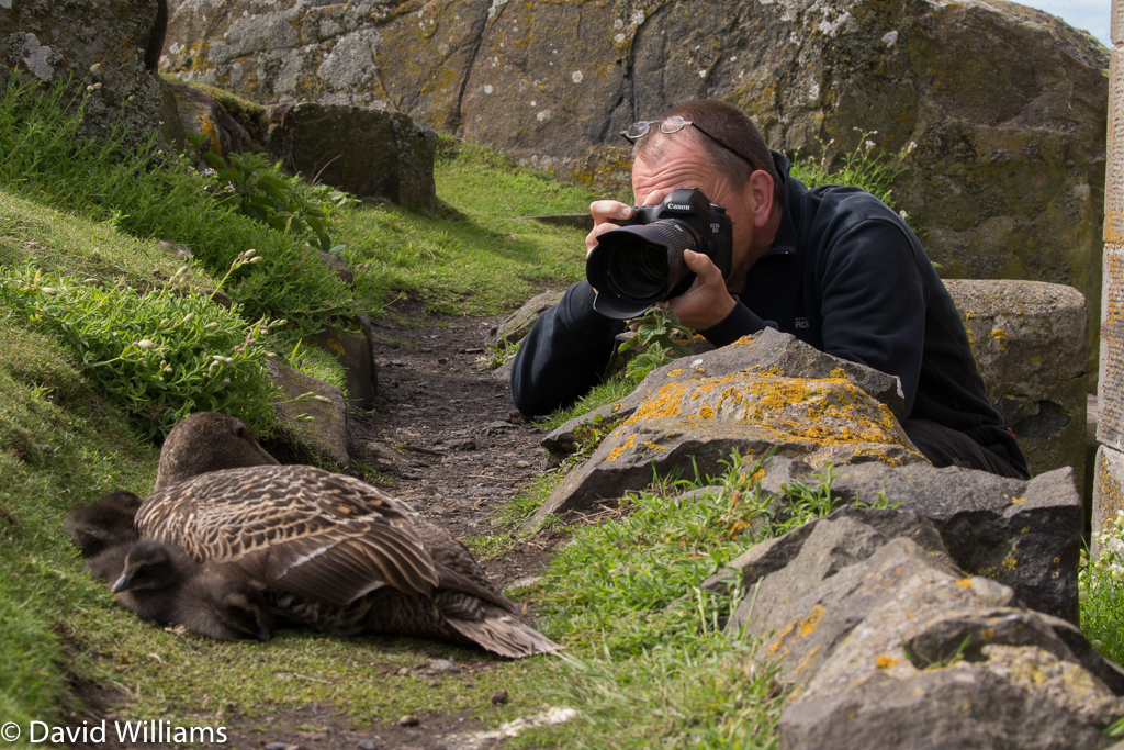 Eider Duck Isle of May,Scotland 2016