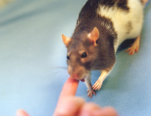 My rattie girl Tiga licks my finger with her tiny tongue. Pet rats are very affectionate and can be easily trained. 