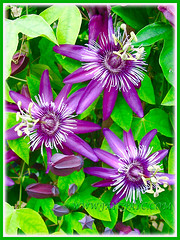 Another macro shot of the flowering Passiflora incarnata (Maypop, Purple Passionflower, True Passionflower)
