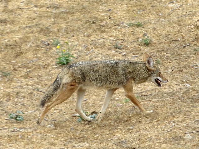 coyote visitor in the canyon