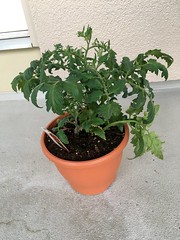My new tomato plant