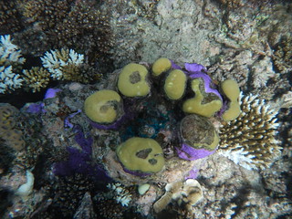 Underwater Shot at Hastings Reef