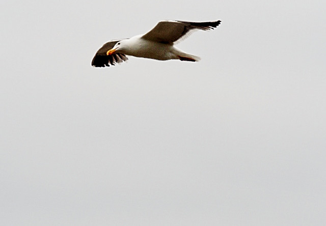 Gliding Seagull