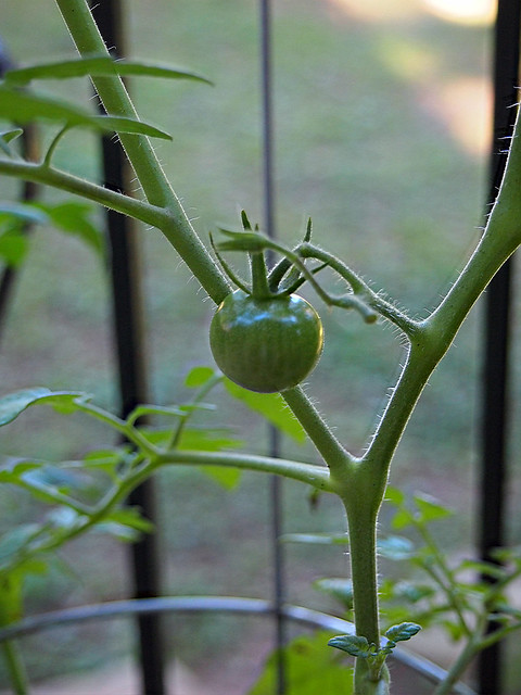 Hang on little tomato