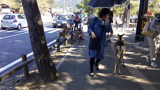 Día 4 Himeji, Nara y noche en Osaka - Luna de Miel por libre en Japon Octubre 2015 (22)