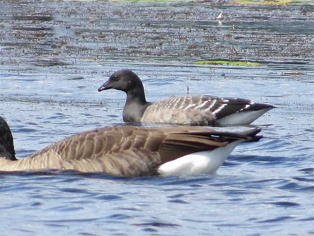 Brant and Canada Goose at Lake George in Hammond, IN 13