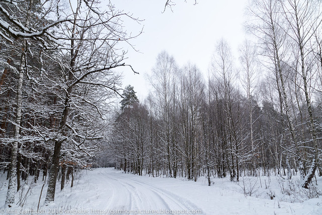 Snowy forest landscape with curved birch trees and road driving into the woods.