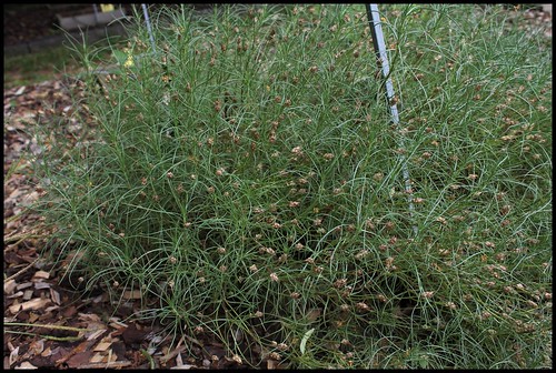 Plantago sempervirens (= P. cynops) - plantain pucier 28120059976_6e345f3a30