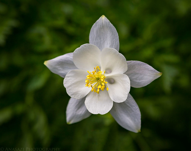 Columbine