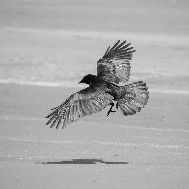 crow landing