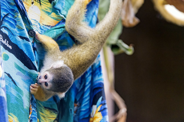 Squirrel monkey on the shirt