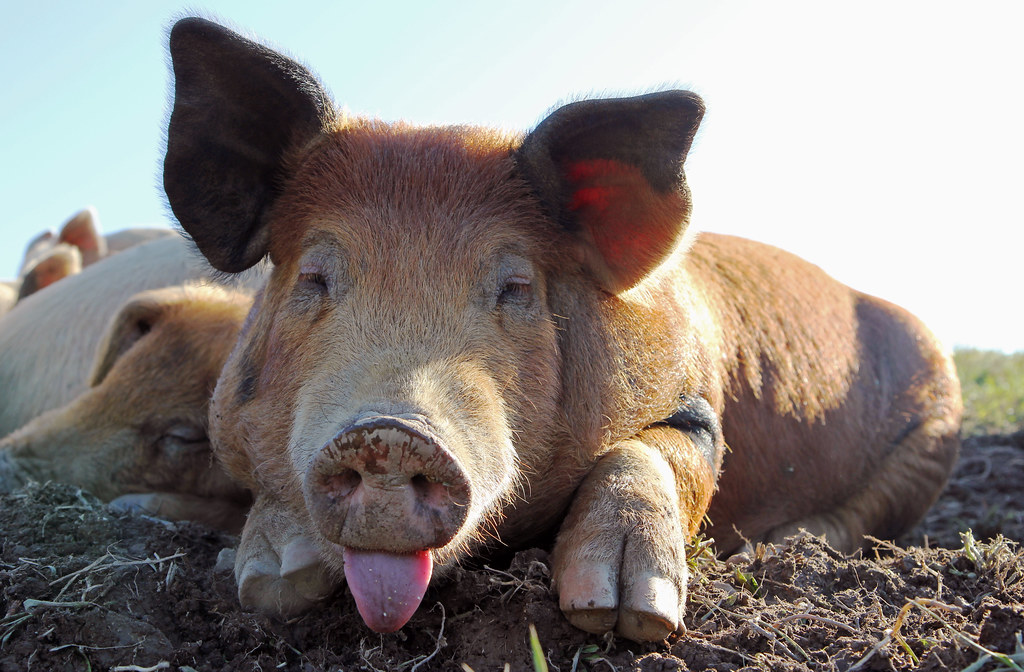 pig sleeping with his tongue out | Pig with its tongue stick… | Flickr