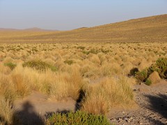 Countryside - Campo entre San Antonio de Lípez y Cabreria en el camino hacia Tupiza, Departamento de Potosí, Bolivia