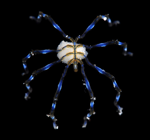 Male ovigerous sea spider (Pycnogonida)