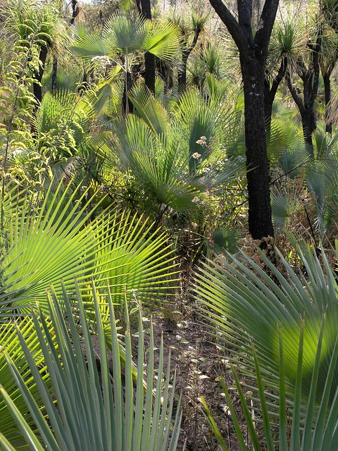 Palms - Palmas; al sur de Zapotitlán Palmas, Región Mixteca, Oaxaca, Mexico